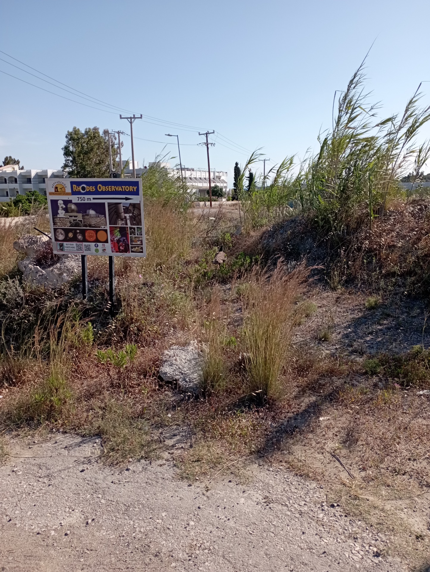 Foto z přirozeného prostředí želvy zelenavé - Řecko 